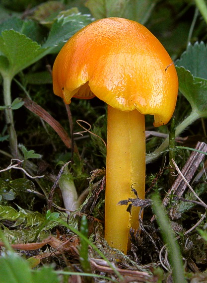 lúčnica citrónovožltá Hygrocybe chlorophana (Fr.) Wünsche