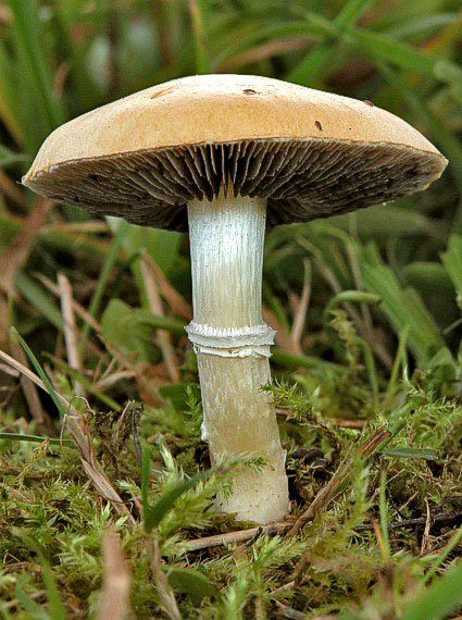 golierovka ovenčená Stropharia coronilla (Bull.) Quél.