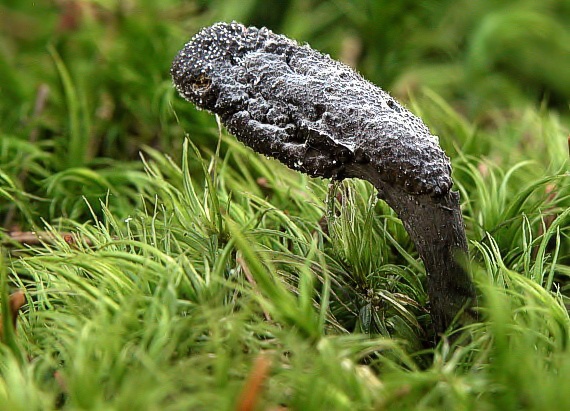 žezlovka srnková Tolypocladium ophioglossoides (J.F. Gmel.) Quandt, Kepler & Spatafora