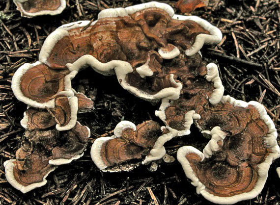 korkovec čiaškovitý Phellodon tomentosus (L.) Banker