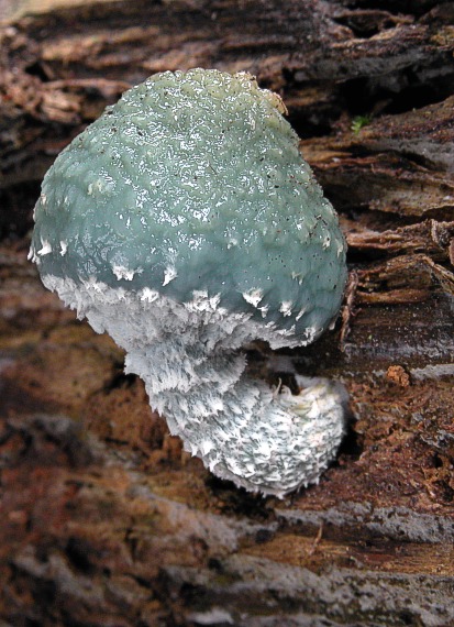 golierovka zelenkastá Stropharia aeruginosa (Curtis) Quél.