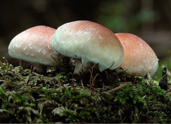 strapcovka tehlovočervená Hypholoma lateritium (Schaeff.) P. Kumm.