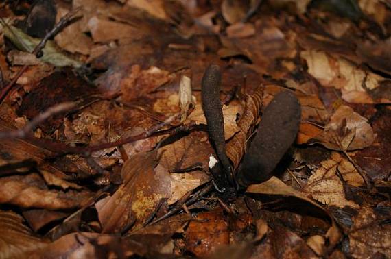 drevnatec Xylaria sp.