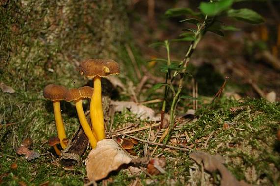 kuriatko lievikovité Craterellus tubaeformis (Fr.) Quél.