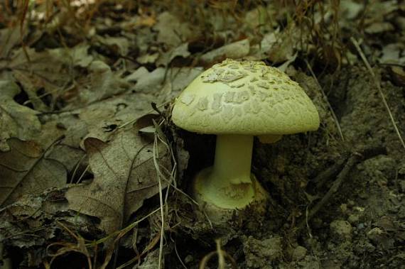 muchotrávka citrónovožltá Amanita citrina Pers.