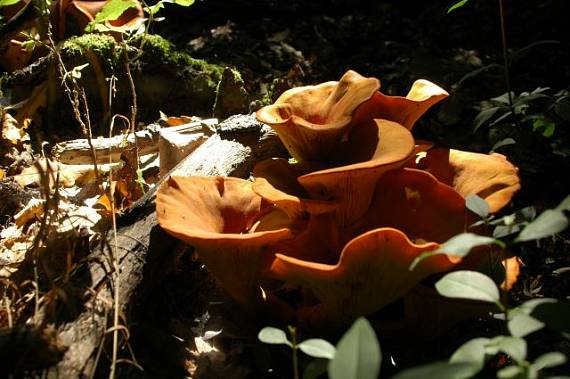 kališník hnedooranžový Omphalotus olearius (DC.) Singer