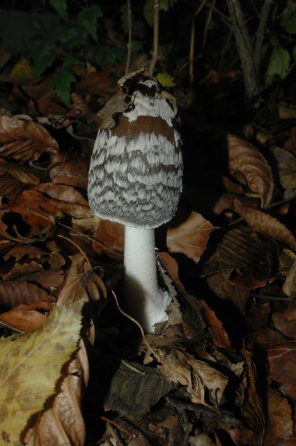 hnojník strakatý Coprinopsis picacea (Bull.) Redhead, Vilgalys & Moncalvo