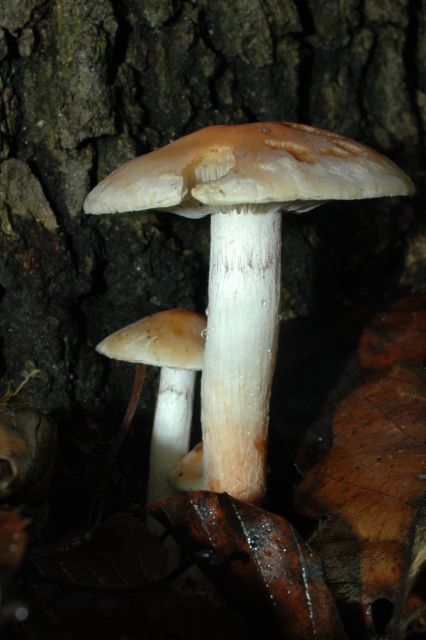 strapcovka tehlovočervená Hypholoma lateritium (Schaeff.) P. Kumm.