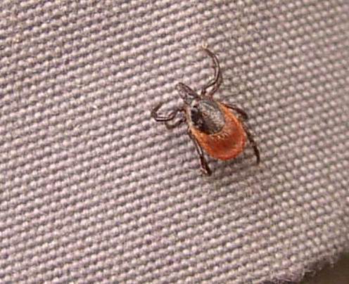 kliešť obyčajný Ixodes ricinus
