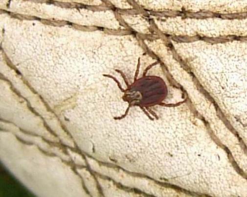 kliešť obyčajný Ixodes ricinus
