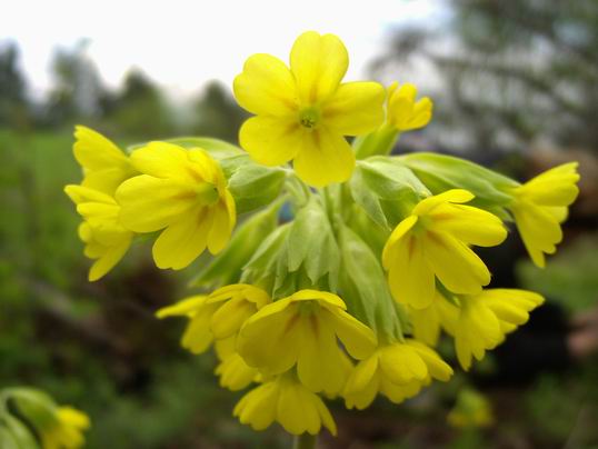 prvosienka jarná Primula veris L.