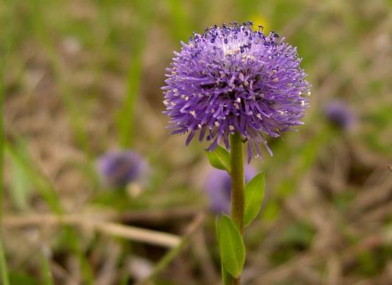 guľôčka bodkovaná Globularia punctata Lapeyr.