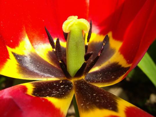 tulipán