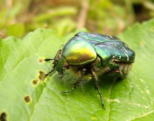 zlatoň obyčajný Cetonia aurata