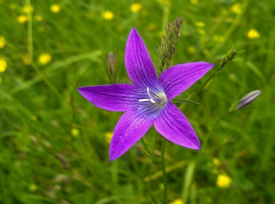 zvonček konáristý Campanula patula L.