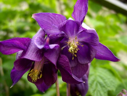 orlíček obyčajný Aquilegia vulgaris L.