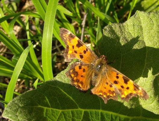 babôčka zubatokrídla Polygonia c - album