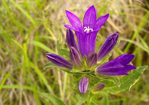zvonček klbkatý Campanula glomerata agg. L.