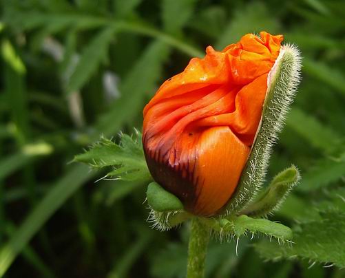 mak Papaver sp.