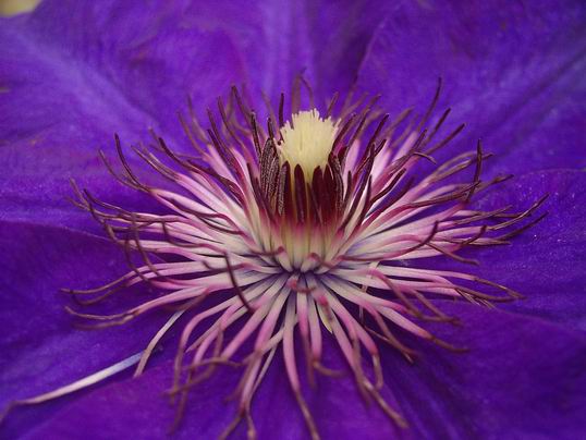 clematis