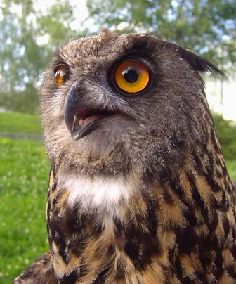 výr skalný Bubo bubo
