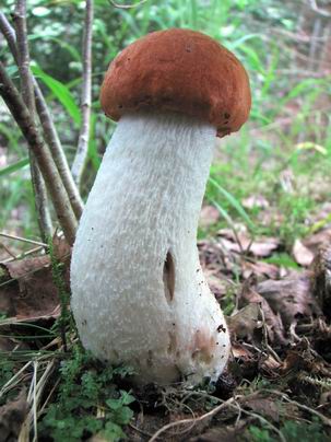 kozák osikový Leccinum albostipitatum den Bakker & Noordel.