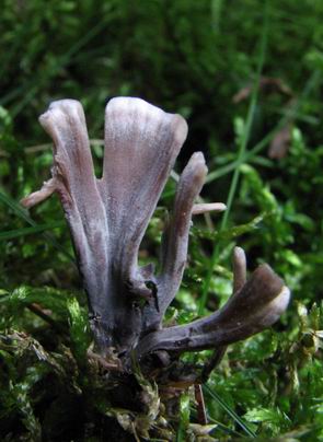 plesňovka smradľavá Thelephora palmata (Scop.) Fr.