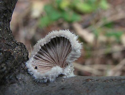 klanolupeňovka obyčajná Schizophyllum commune Fr.