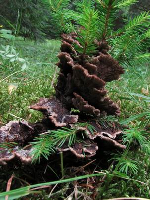 plesňovka zemná Thelephora terrestris Ehrh.