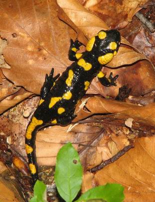 salamandra škvrnitá Salamandra salamandra