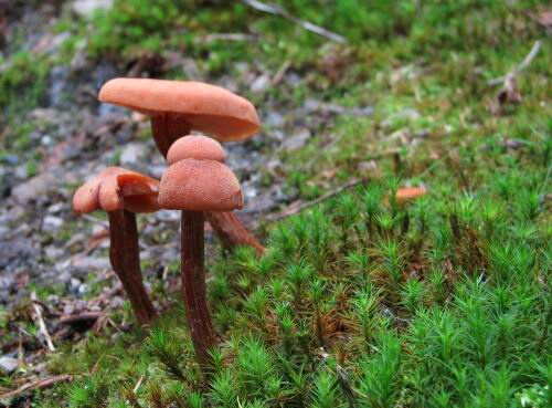 lakovka obyčajná Laccaria laccata (Scop.) Cooke