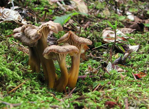 kuriatko lievikovité Craterellus tubaeformis (Fr.) Quél.