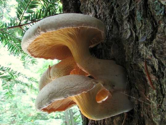 hliva dubová Pleurotus dryinus (Pers.) P. Kumm.
