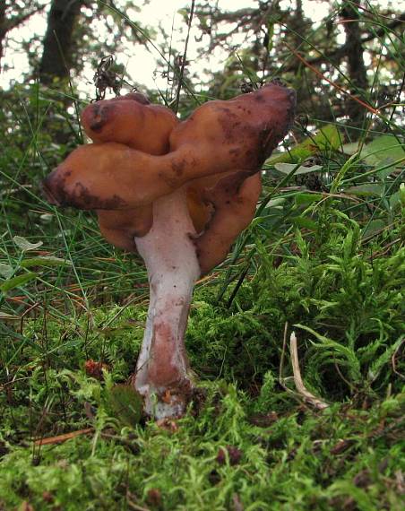 ušiak mitrovitý Gyromitra infula (Schaeff.) Quél.