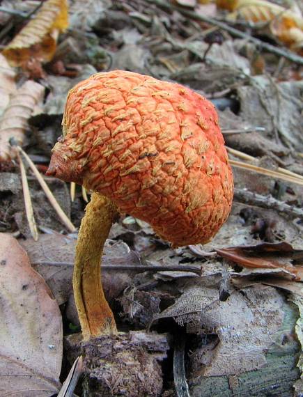 šupinovka ohnivá Pholiota flammans (Batsch) P. Kumm.