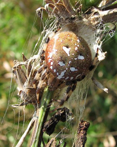 križiak štvorškvrnný Araneus quadratus