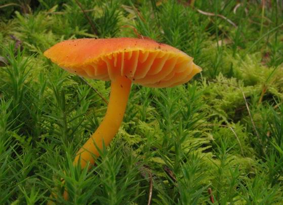 lúčnica Hygrocybe sp.