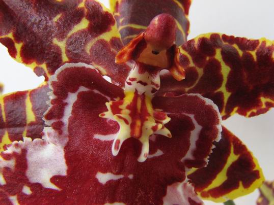 orchidea Oncidium sp.