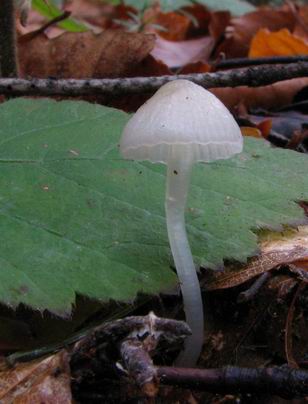 prilbička Mycena sp.