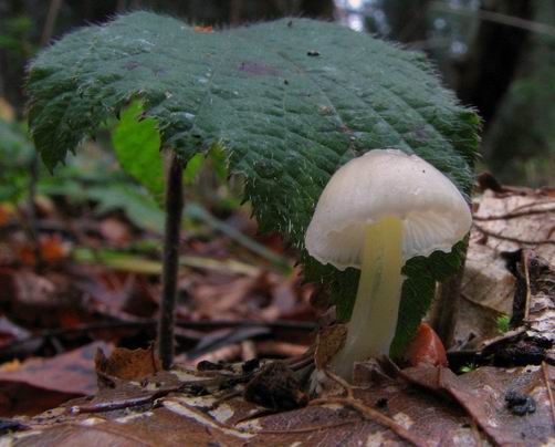prilbička slizká Mycena epipterygia (Scop.) Gray