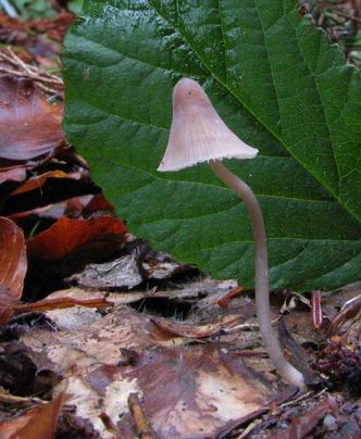 prilbička Mycena sp.