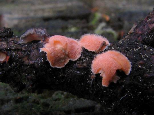 obrúbenec beztvarý Aleurodiscus amorphus (Pers.) J. Schröt.