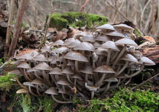 prilbička Mycena sp.