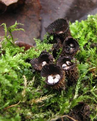 čiaškovec pásikavý Cyathus striatus (Huds.) Willd.