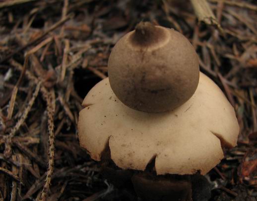 hviezdovka Geastrum sp.