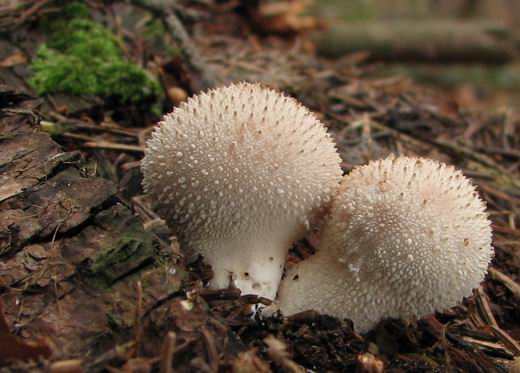 prášnica bradavičnatá černastá Lycoperdon nigrescens Wahlenb.
