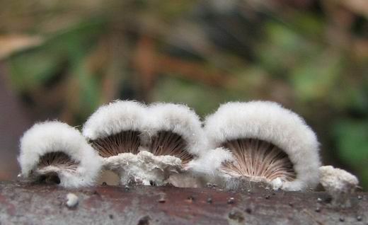 klanolupeňovka obyčajná Schizophyllum commune Fr.