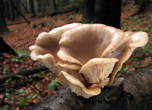 hliva buková Pleurotus pulmonarius (Fr.) Quél.