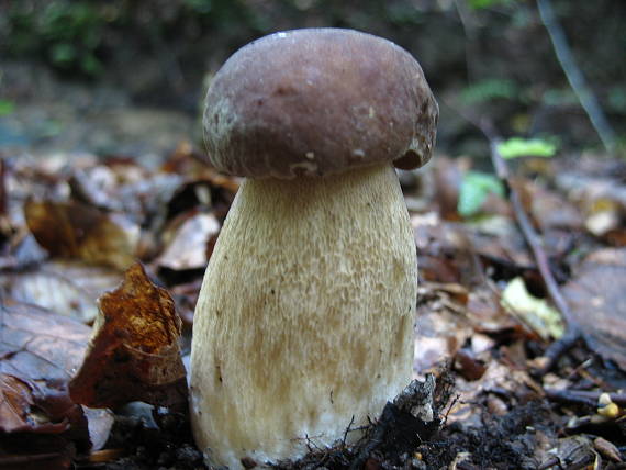 hríb dubový Boletus recitulatus