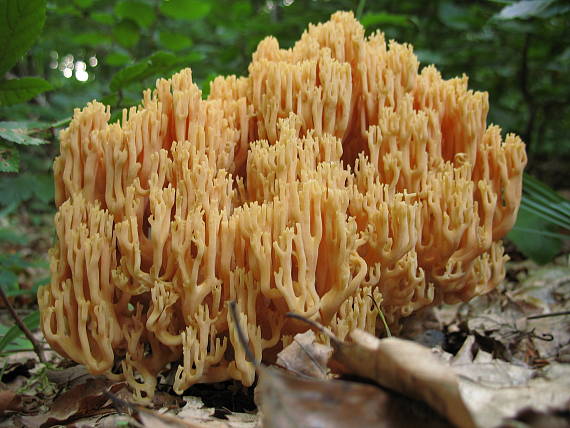 strapačka úhľadná Ramaria formosa (Pers.) Quél.